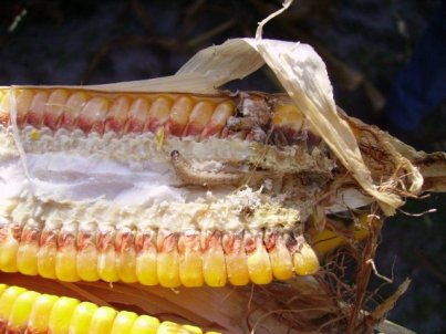 Maçaroca de milho convencional com ataque de broca e fungos - CiB (2)